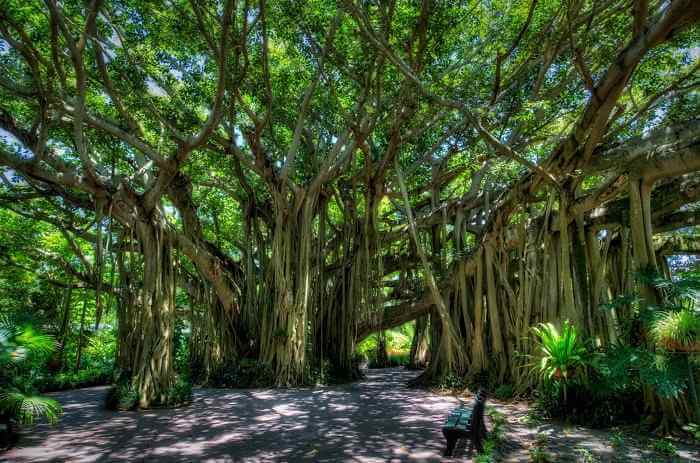 ভারতের জাতীয় বৃক্ষ (National Tree of India )_50.1