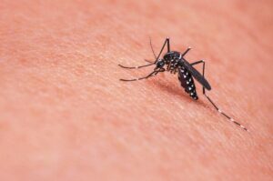 ডেঙ্গু জ্বর: কারণ, লক্ষণ ও চিকিৎসা,Dengue fever: Causes, Symptoms, and Treatment_50.1