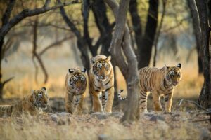 West Bengal Tourism| পশ্চিমবঙ্গ পর্যটন_70.1