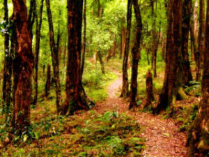 West Bengal Tourism| পশ্চিমবঙ্গ পর্যটন_80.1