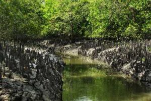 West Bengal National Parks and Wildlife Sanctuaries: Study Material for WBCS| পশ্চিমবঙ্গ জাতীয় উদ্যান এবং বন্যপ্রাণী অভয়ারণ্য: WBCS এর জন্য স্টাডি মেটিরিয়াল_60.1