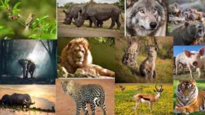 West Bengal National Parks and Wildlife Sanctuaries: Study Material for WBCS| পশ্চিমবঙ্গ জাতীয় উদ্যান এবং বন্যপ্রাণী অভয়ারণ্য: WBCS এর জন্য স্টাডি মেটিরিয়াল_50.1