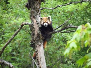 West Bengal National Parks and Wildlife Sanctuaries: Study Material for WBCS| পশ্চিমবঙ্গ জাতীয় উদ্যান এবং বন্যপ্রাণী অভয়ারণ্য: WBCS এর জন্য স্টাডি মেটিরিয়াল_90.1