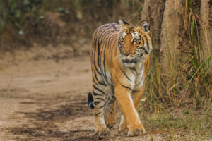 West Bengal National Parks and Wildlife Sanctuaries: Study Material for WBCS| পশ্চিমবঙ্গ জাতীয় উদ্যান এবং বন্যপ্রাণী অভয়ারণ্য: WBCS এর জন্য স্টাডি মেটিরিয়াল_100.1