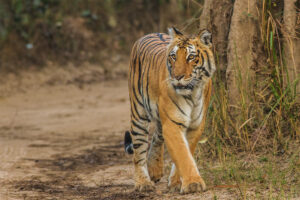 West Bengal National Parks and Wildlife Sanctuaries: Study Material for WBCS| পশ্চিমবঙ্গ জাতীয় উদ্যান এবং বন্যপ্রাণী অভয়ারণ্য: WBCS এর জন্য স্টাডি মেটিরিয়াল_100.1