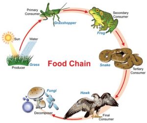 Food Chain