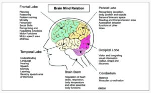 মস্তিষ্ক এবং আবেগ, WB TET এর জন্য-(CDP Notes)_5.1