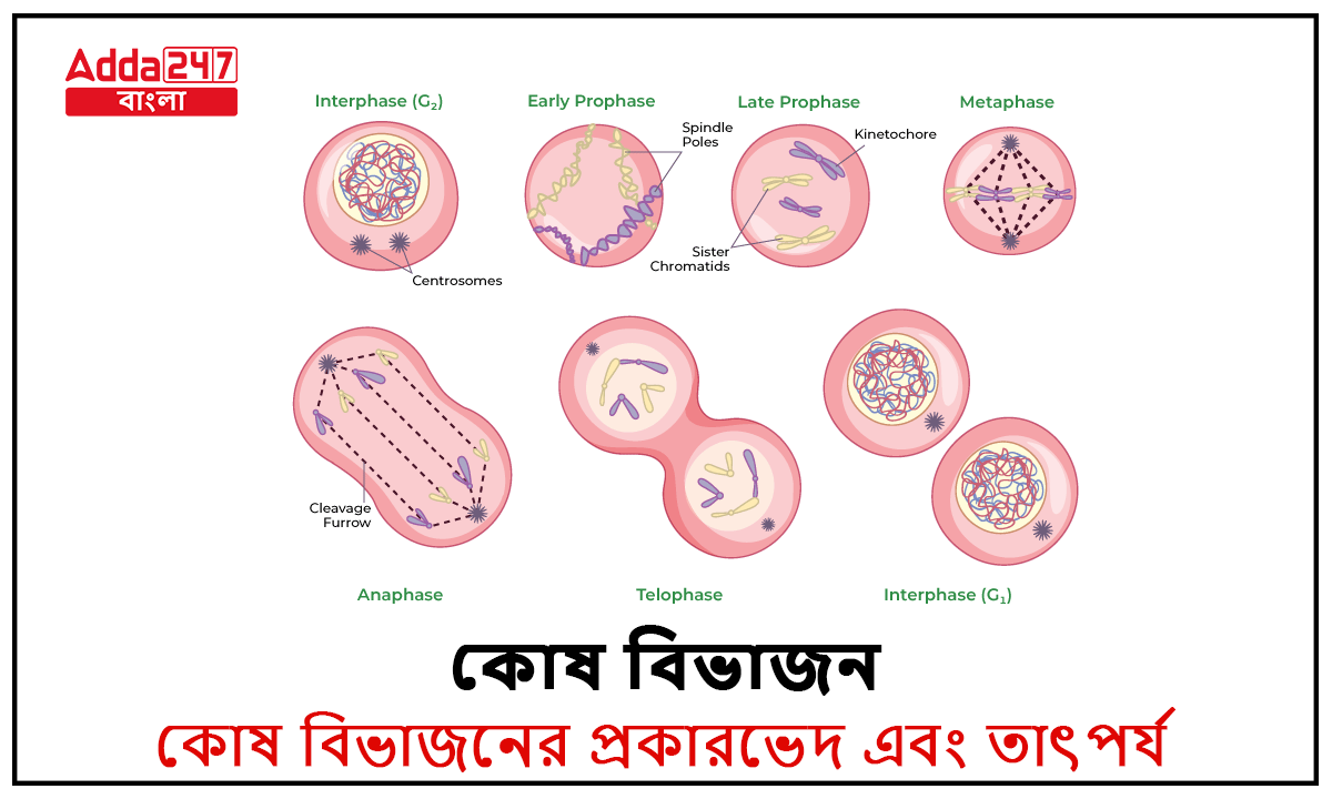কোষ বিভাজনের প্রকারভেদ এবং তাৎপর্য