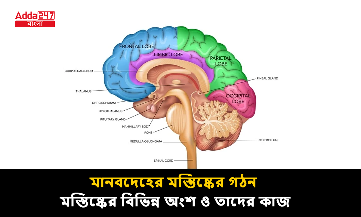 মানবদেহের মস্তিষ্কের গঠন