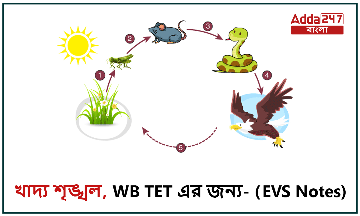 খাদ্য শৃঙ্খল, WB TET এর জন্য- (EVS Notes)