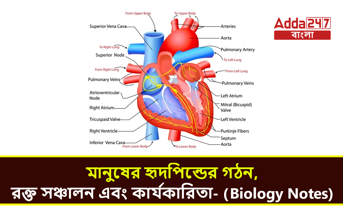 মানুষের হৃদপিন্ডের গঠন,