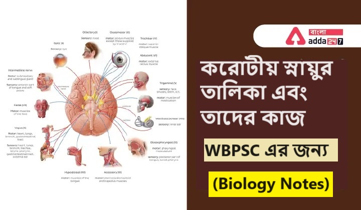 করোটীয় স্নায়ুর তালিকা এবং তাদের কাজ, WBPSC এর জন্য- (Biology Notes)