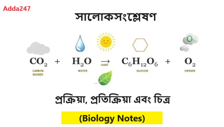 সালোকসংশ্লেষণ, প্রক্রিয়া, প্রতিক্রিয়া এবং চিত্র- (Biology Notes)