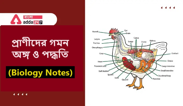 প্রাণীদের গমন অঙ্গ ও পদ্ধতি- (Biology Notes)