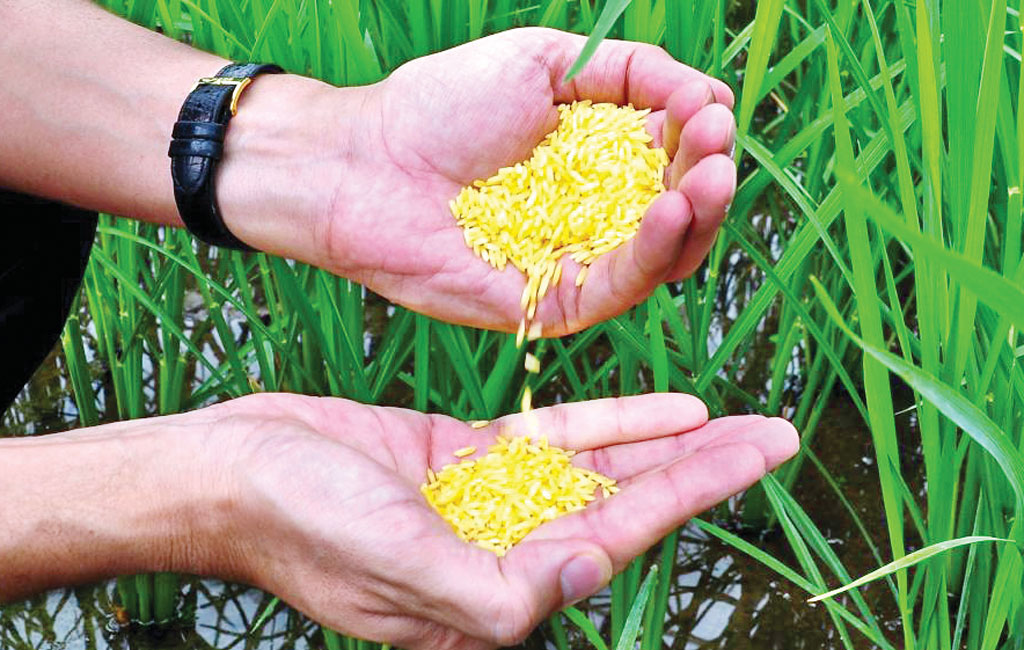 Philippines becomes first country to approve Golden Rice for planting | நடவு செய்வதற்கு கோல்டன் ரைஸுக்கு முதல் நாடாக பிலிப்பைன்ஸ் ஒப்புதல் அளித்தது |_40.1
