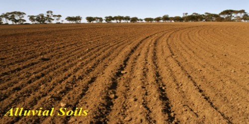 TNPSC, UPSC Study materials :GEOGRAPHY | 7 Types of Soils in India | இந்தியாவின் 7 மண் வகைகள்_50.1
