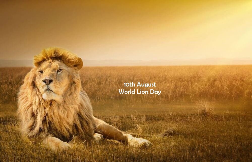 World Lion Day observed on 10th August |_40.1