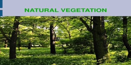Types of forests in Tamil Nadu | தமிழ்நாட்டில் உள்ள காடுகளின் வகைகள் |_50.1
