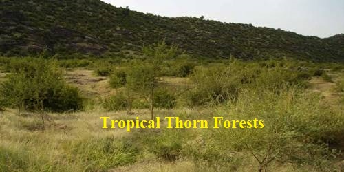 Types of forests in Tamil Nadu | தமிழ்நாட்டில் உள்ள காடுகளின் வகைகள் |_100.1