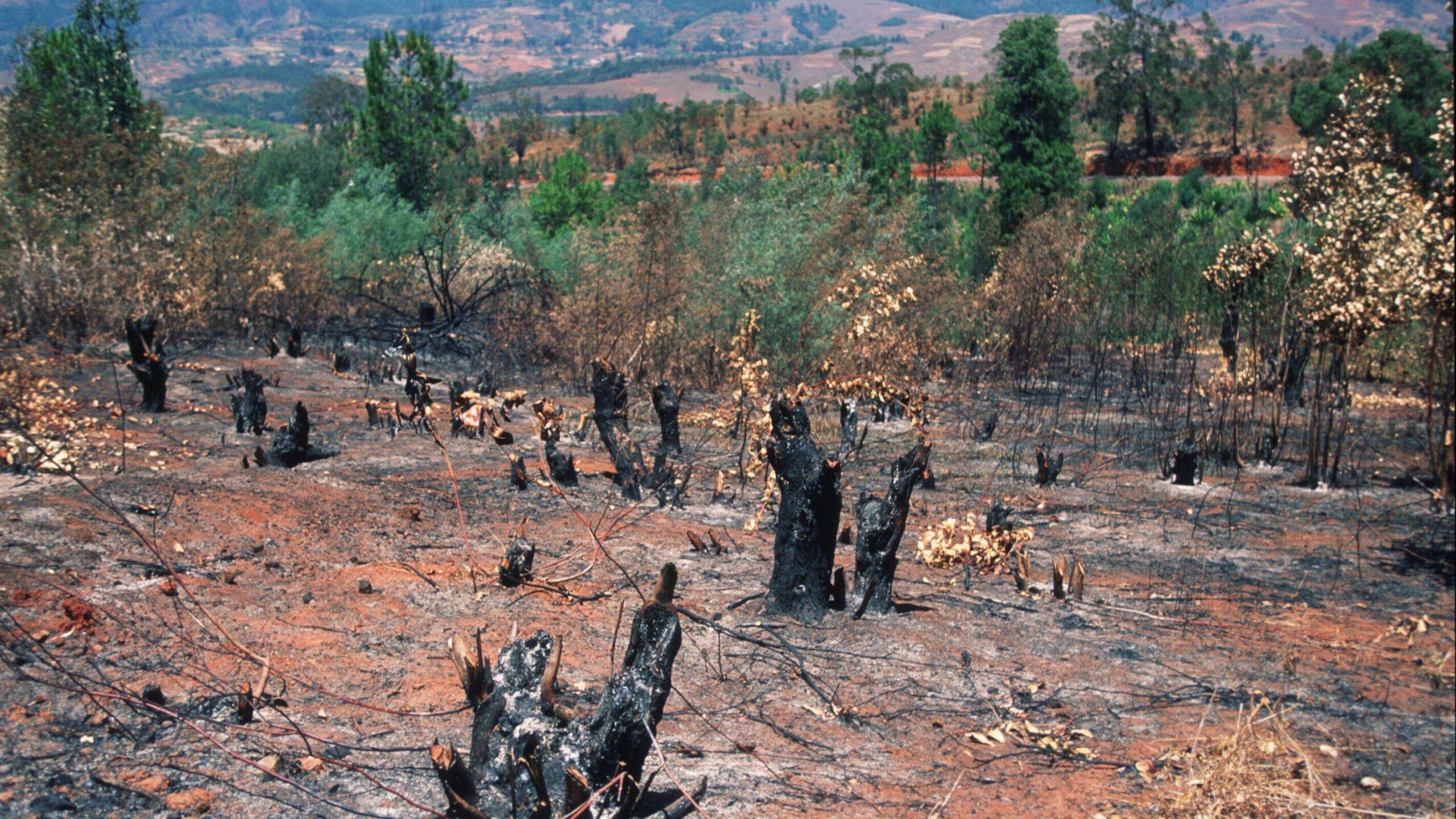 ஸ்லாஷ் மற்றும் பர்ன் வேளாண்மை | Slash and Burn Agriculture | TNPSC | RRB |_50.1