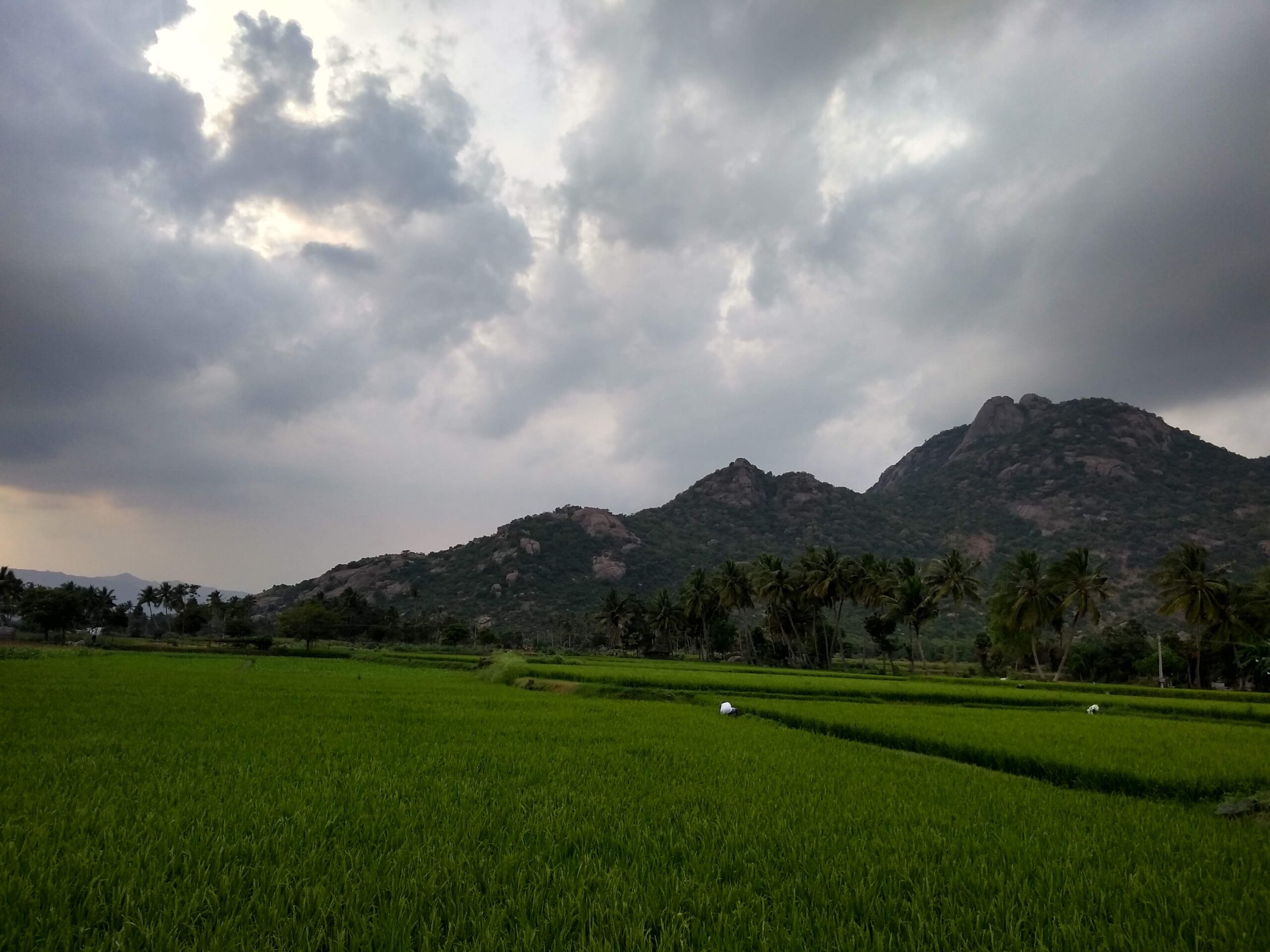 கிழக்குத் தொடர்ச்சி மலைகள் | The Eastern Ghats |_60.1