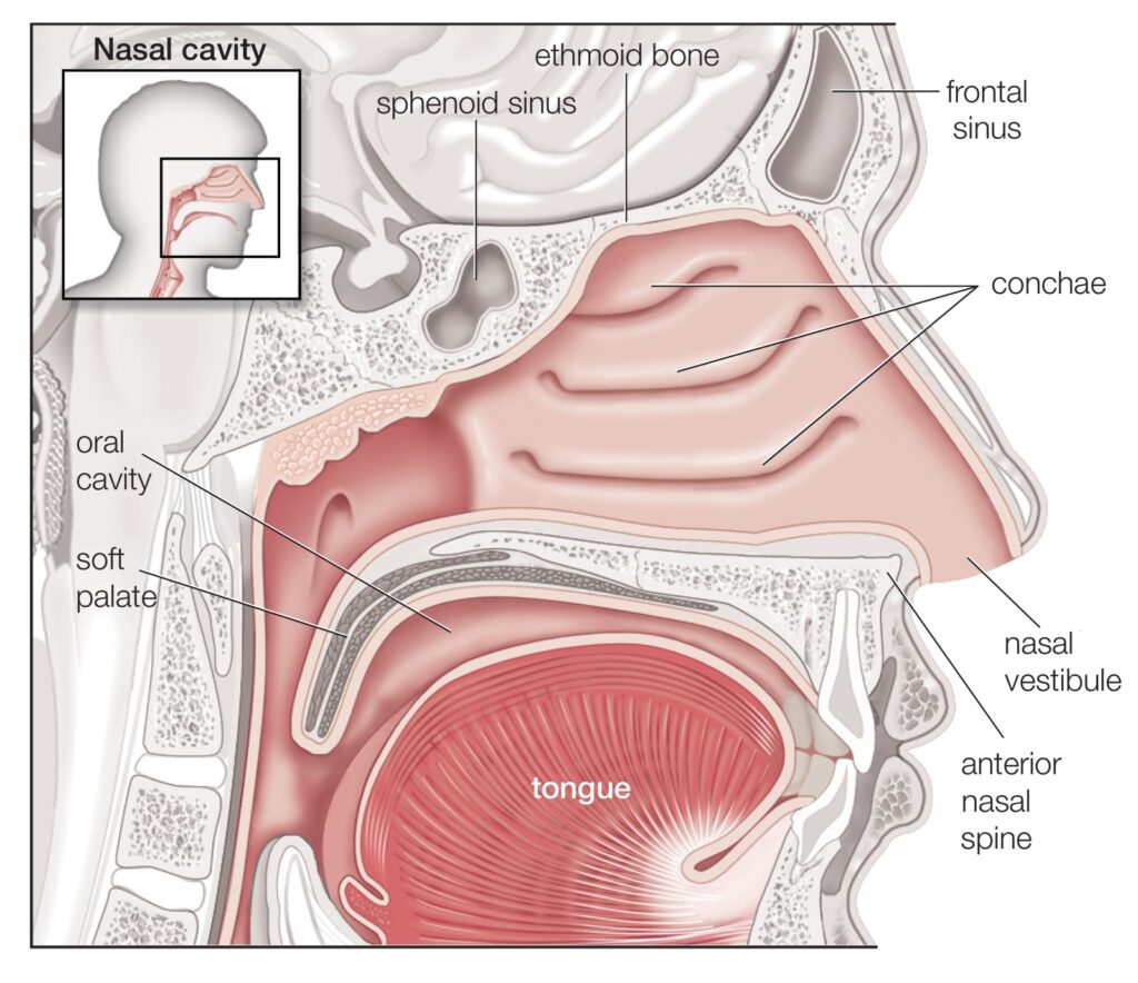 சுவாசத் தொகுதி | Respiratory System for TNPSC |_80.1
