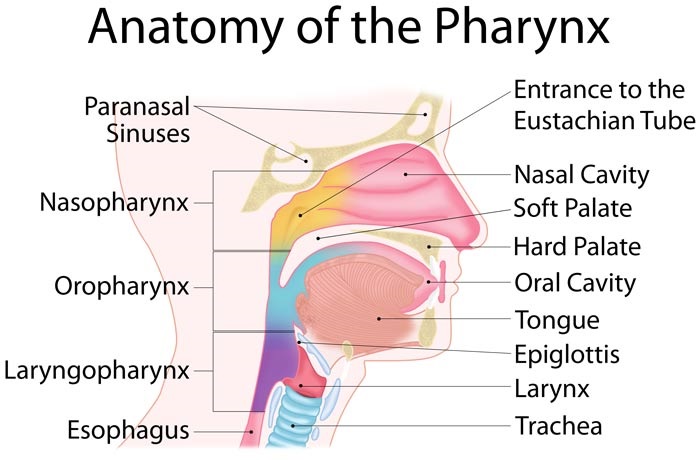 சுவாசத் தொகுதி | Respiratory System for TNPSC |_90.1