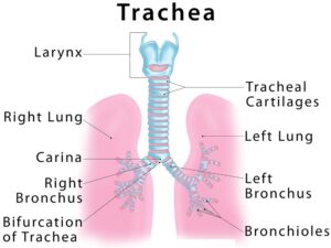 சுவாசத் தொகுதி | Respiratory System for TNPSC |_110.1