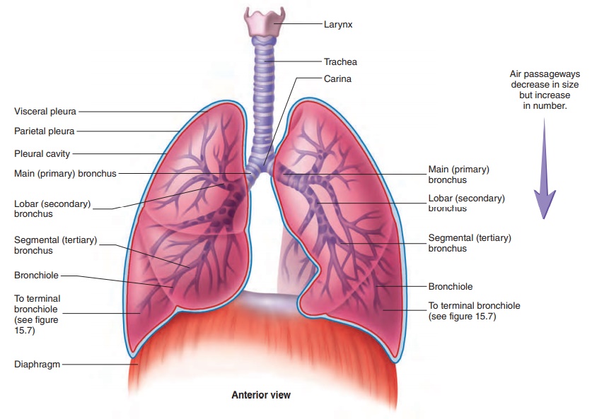 சுவாசத் தொகுதி | Respiratory System for TNPSC |_130.1