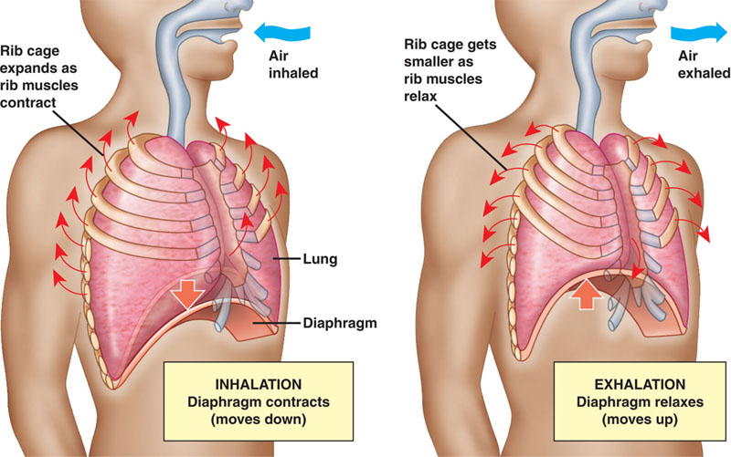சுவாசத் தொகுதி | Respiratory System for TNPSC |_140.1