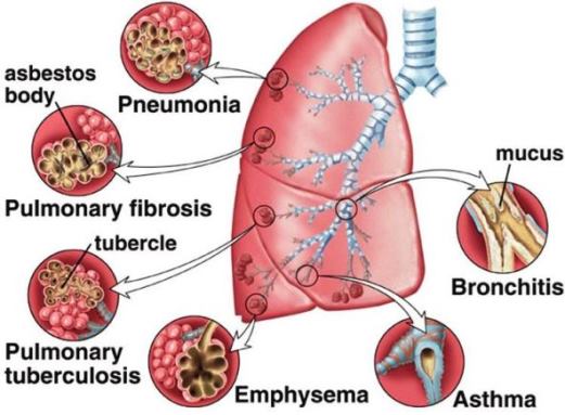 சுவாசத் தொகுதி | Respiratory System for TNPSC |_150.1