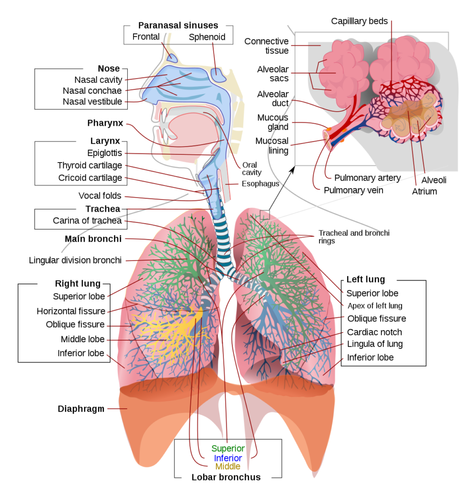 சுவாசத் தொகுதி | Respiratory System for TNPSC |_50.1