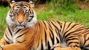 National Animal of India | இந்தியாவின் தேசிய விலங்கு |_50.1