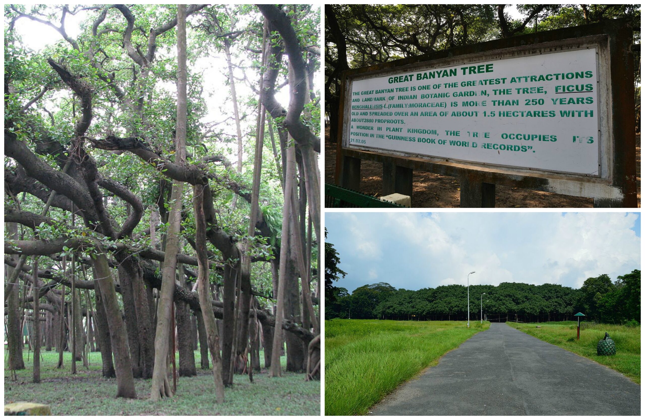 இந்தியாவின் தேசிய மரம் | National Tree of India for TNPSC |_70.1