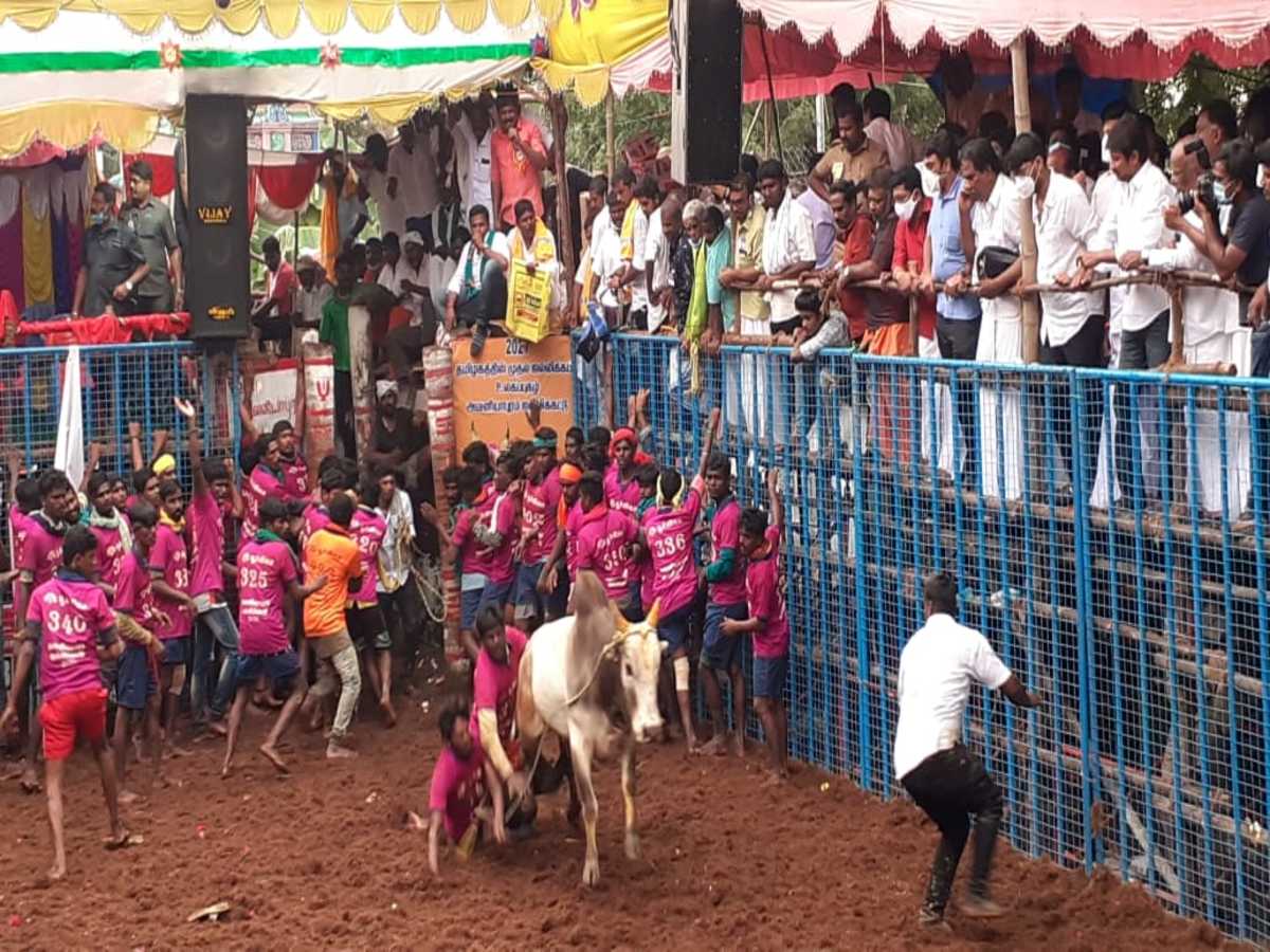 Jallikattu in Tamilnadu | தமிழகத்தில் ஜல்லிக்கட்டு_80.1