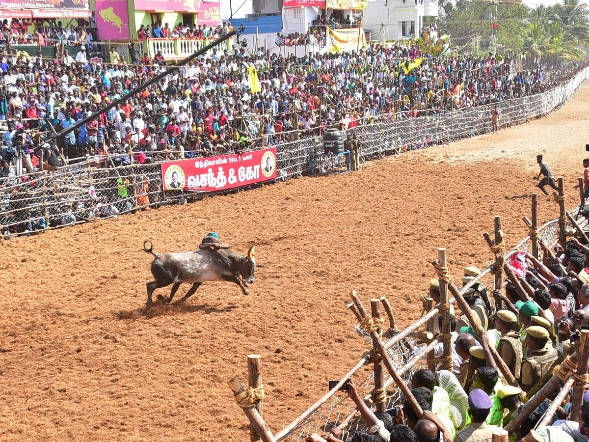 Jallikattu in Tamilnadu | தமிழகத்தில் ஜல்லிக்கட்டு_90.1