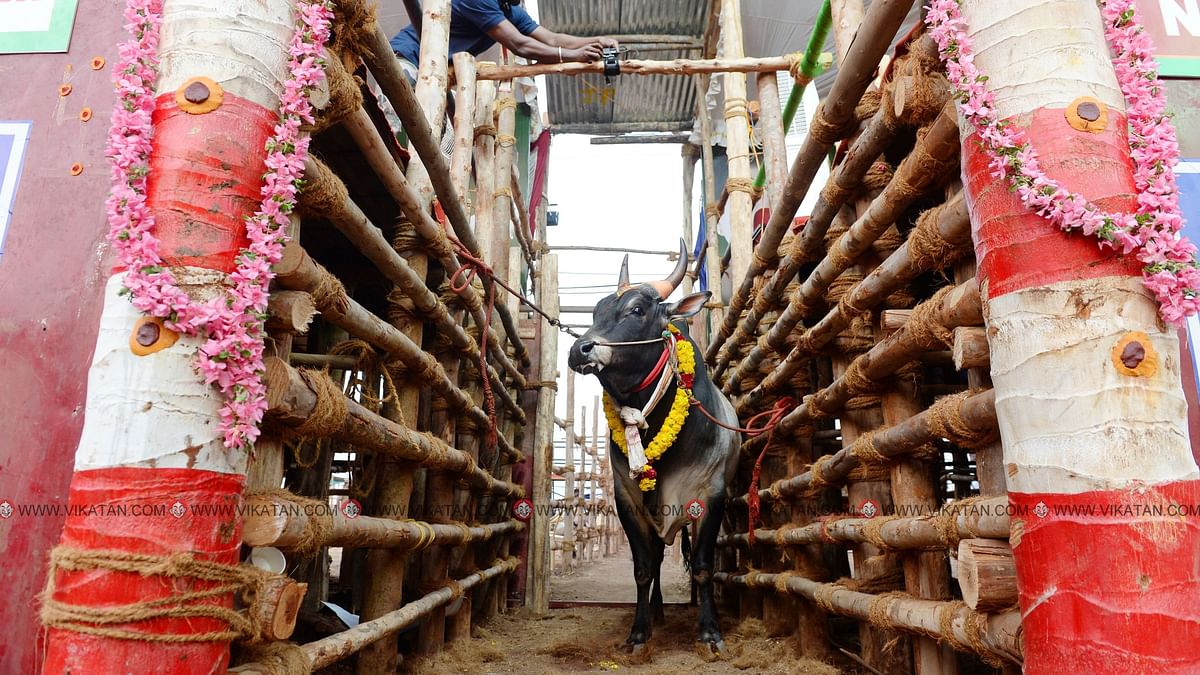 Jallikattu in Tamilnadu | தமிழகத்தில் ஜல்லிக்கட்டு_60.1