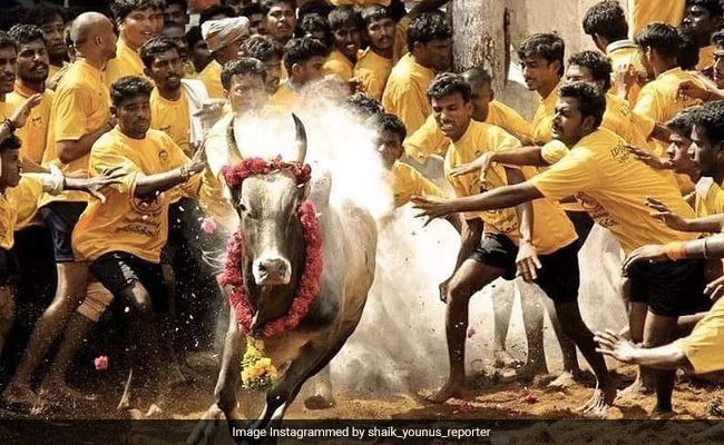 Jallikattu in Tamilnadu | தமிழகத்தில் ஜல்லிக்கட்டு_50.1