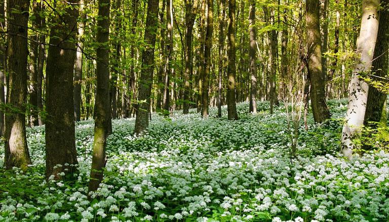 india's highest herbal park in utterkhand