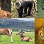 Biodiversity Hotspots in India 2023 in Telugu, Download PDF_10.1