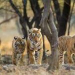 Biodiversity Hotspots in India 2023 in Telugu, Download PDF_12.1