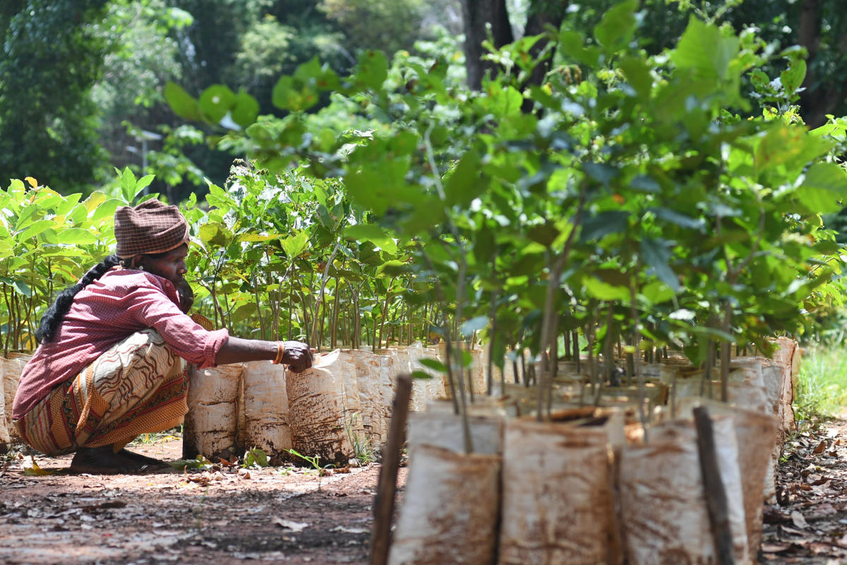 Alternative afforestation on 6,916 acres in Telangana