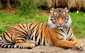 Royal Bengal Tiger