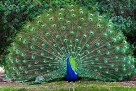Indian Peacock