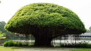 Indian Banyan