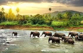 Indian Elephant