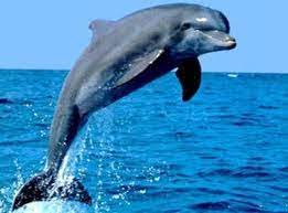 Ganges River Dolphin