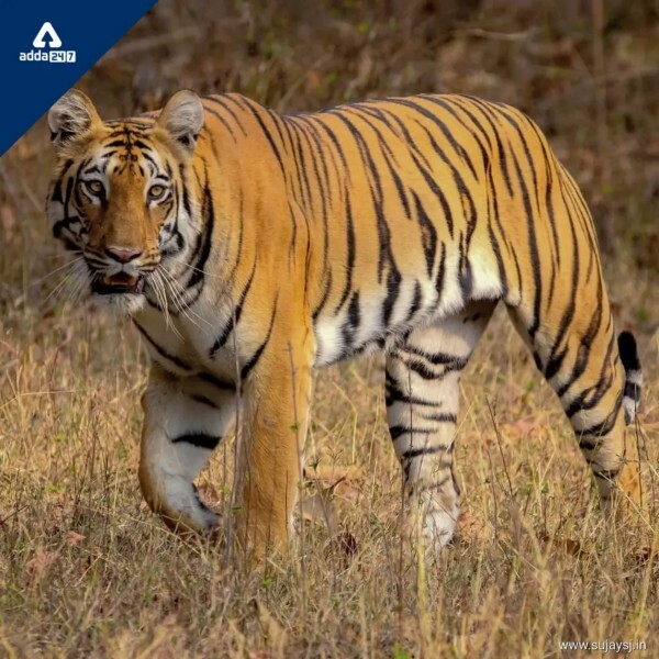 Project Tiger Everything You Need to Know