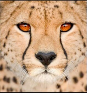 Asiatic Cheetah