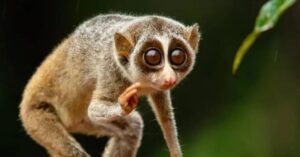slender loris